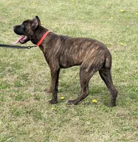Braxton, a male Cane Corso for sale in Anderson, IN – 5 of 8