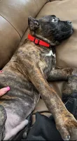 Braxton, a male Cane Corso for sale in Anderson, IN – Photo 10 of 10