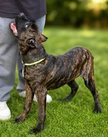 Braxton, a male Cane Corso for sale in Anderson, IN – 8 of 8