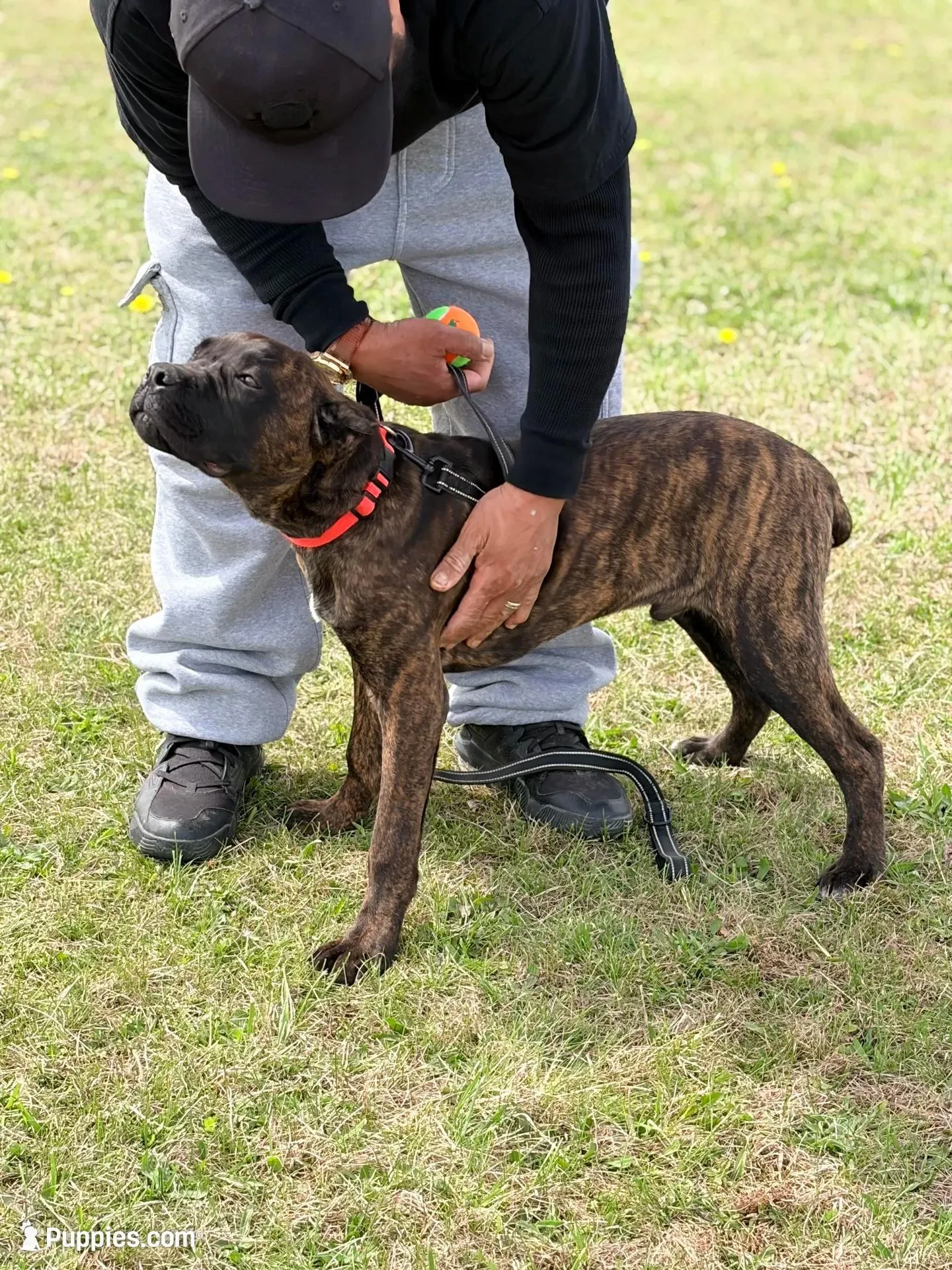 Braxton, a male Cane Corso for sale in Anderson, IN – 3 of 8