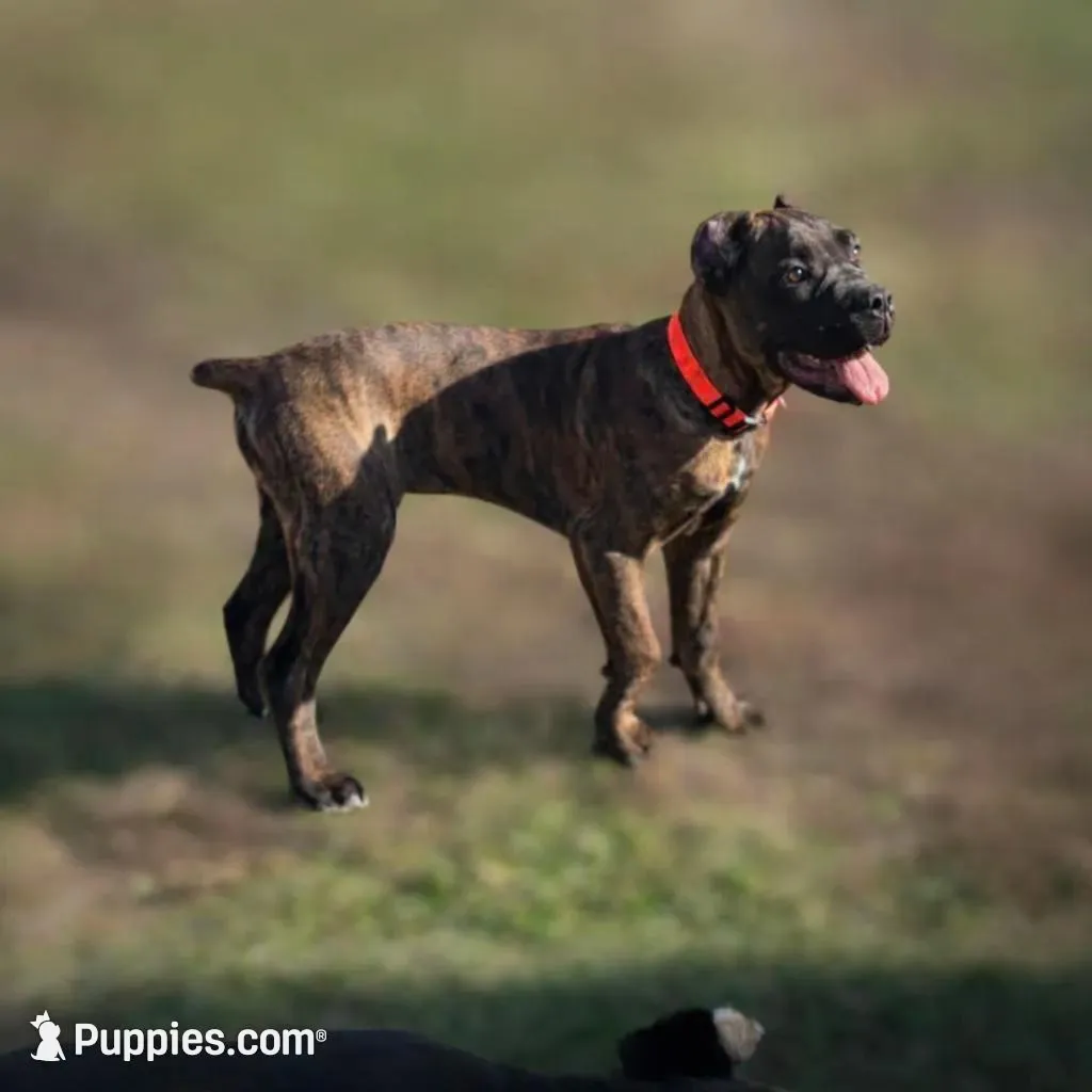 Braxton, a male Cane Corso for sale in Anderson, IN – Photo 2 of 10