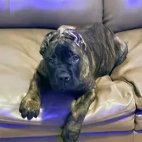 Braxton, a male Cane Corso for sale in Anderson, IN – Photo 9 of 10