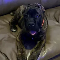 Braxton, a male Cane Corso for sale in Anderson, IN – Photo 6 of 10