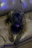 Braxton, a male Cane Corso for sale in Anderson, IN – Photo 3 of 10