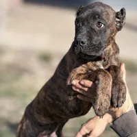 Braxton, a male Cane Corso for sale in Anderson, IN – Photo 10 of 10