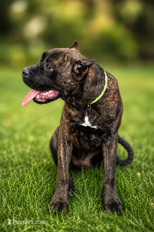 Braxton – Cane Corso puppy for sale in Anderson, IN