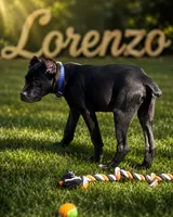 Lorenzo, a male Cane Corso for sale in Anderson, IN – 8 of 10