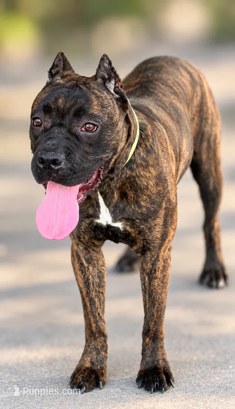 Braxton – Cane Corso puppy for sale in Anderson, IN