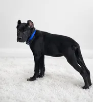 Lorenzo, a male Cane Corso for sale in Anderson, IN – 2 of 10