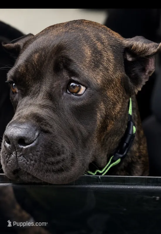 Braxton – Cane Corso puppy for sale in Anderson, IN