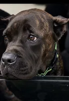 Braxton, a male Cane Corso for sale in Anderson, IN – 1 of 10