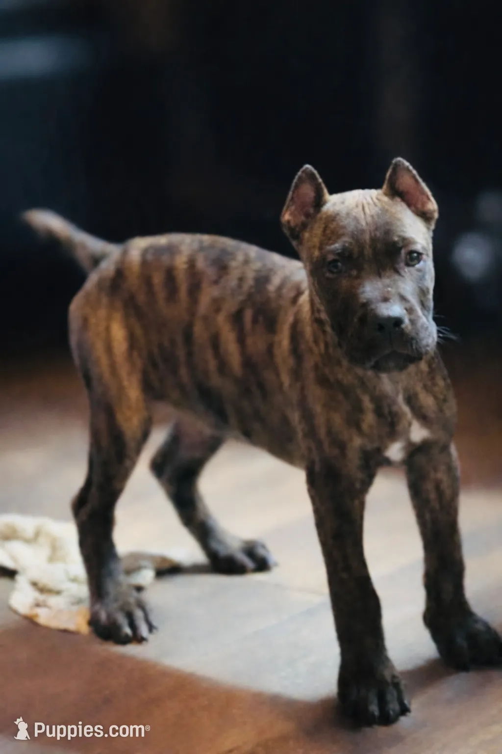 processed/b8f43558-06e0-4673-a737-7baee994aef2/listing/463b5897-42ff-45e9-ab4e-8997849ac337/0bfcb4a9-143b-4fdd-8261-b02551469308