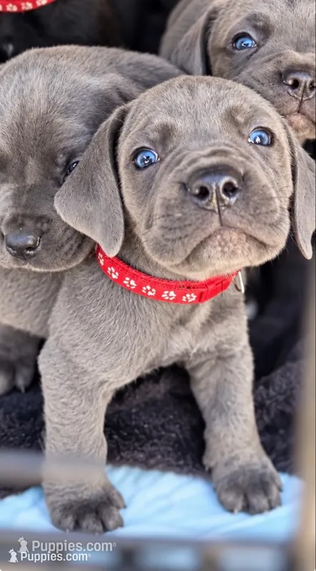 Silas – Cane Corso puppy for sale in Anderson, IN