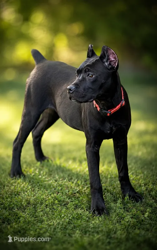 Wynter – Cane Corso puppy for sale in Anderson, IN