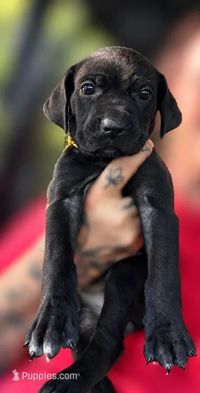 Velvet  – Cane Corso puppy for sale in Anderson, IN