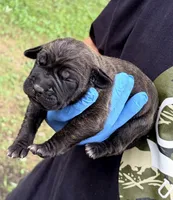 Zara, a female Cane Corso for sale in Anderson, IN – 3 of 7