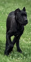 Evvie, a female Cane Corso for sale in Anderson, IN – 10 of 10