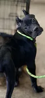 Luka, a male Cane Corso for sale in Anderson, IN – 6 of 8