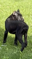 Luka, a male Cane Corso for sale in Anderson, IN – 7 of 8