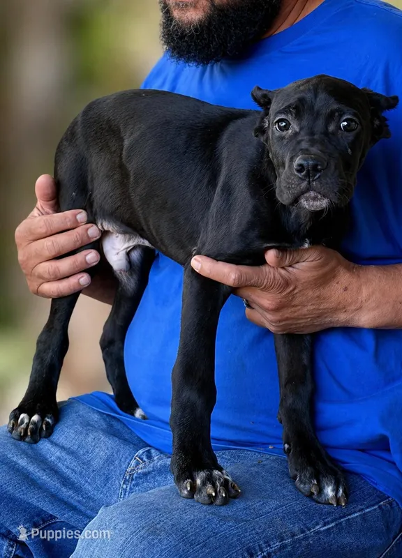 Luka – Cane Corso puppy for sale in Anderson, IN