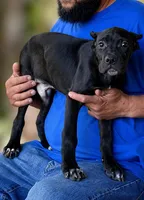 Luka, a male Cane Corso for sale in Anderson, IN – 1 of 8