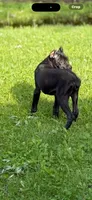 Luka, a male Cane Corso for sale in Anderson, IN – 3 of 8