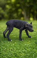 Luka, a male Cane Corso for sale in Anderson, IN – 4 of 8
