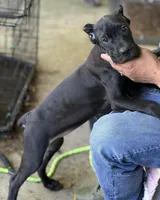 Luka, a male Cane Corso for sale in Anderson, IN – 8 of 8
