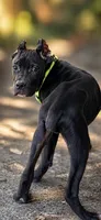 Luka, a male Cane Corso for sale in Anderson, IN – 5 of 8