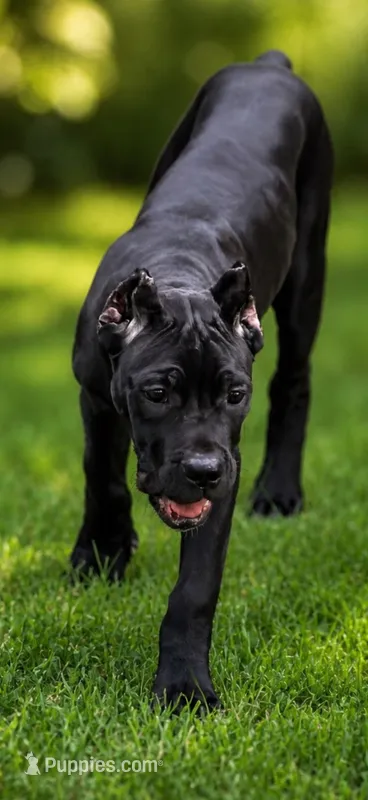 Evvie – Cane Corso puppy for sale in Anderson, IN