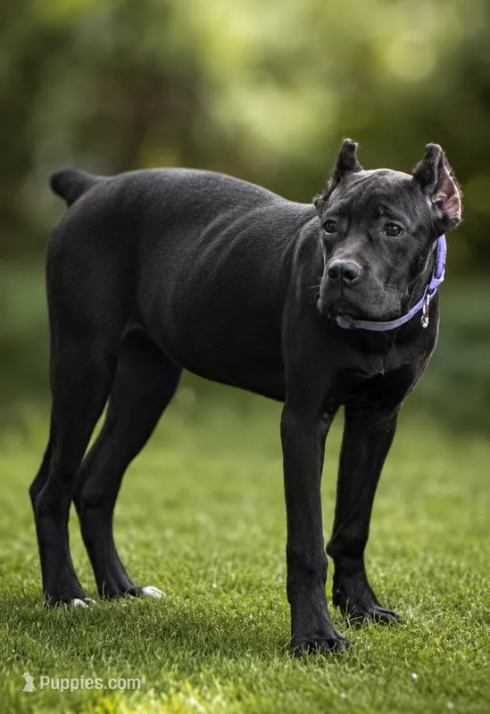 Sky – Cane Corso puppy for sale in Anderson, IN