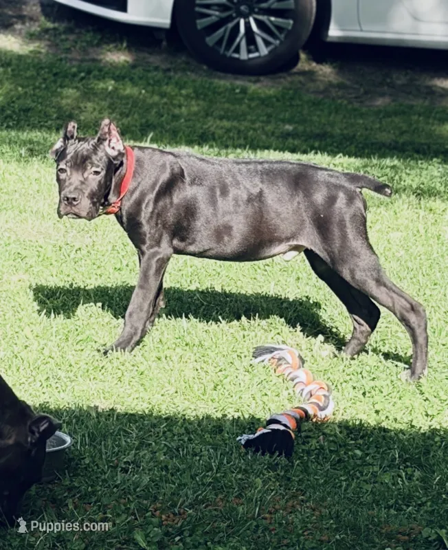 Luka – Cane Corso puppy for sale in Anderson, IN
