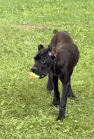 Evvie, a female Cane Corso for sale in Anderson, IN – 6 of 10