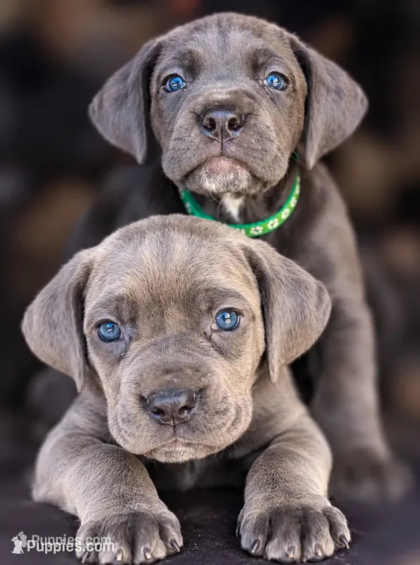 Jayce – Cane Corso puppy for sale in Anderson, IN