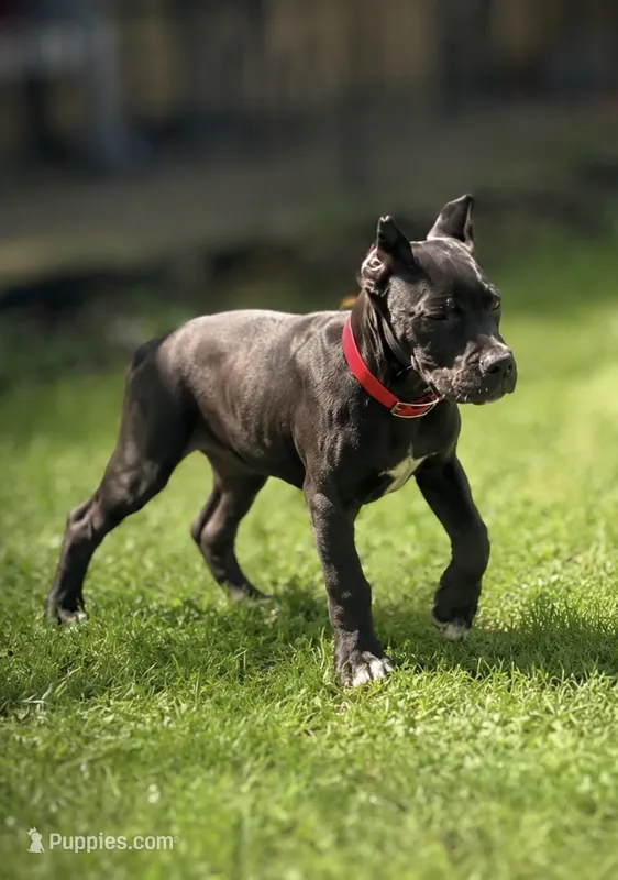 Luka – Cane Corso puppy for sale in Anderson, IN