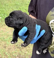 Whisper , a female Cane Corso for sale in Anderson, IN – 4 of 5