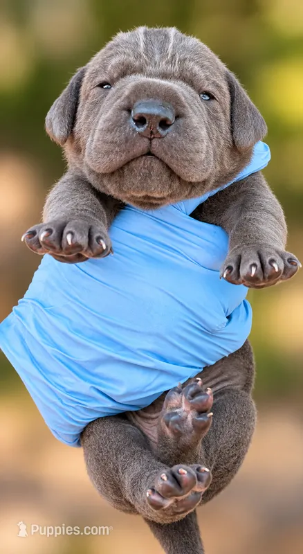 Milan – Cane Corso puppy for sale in Anderson, IN