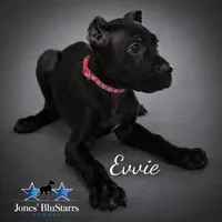 Evvie, a female Cane Corso for sale in Anderson, IN – Photo 1 of 9