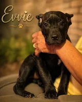 Evvie, a female Cane Corso for sale in Anderson, IN – 2 of 10