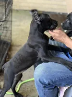 Evvie, a female Cane Corso for sale in Anderson, IN – 7 of 10