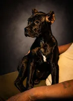 Evvie, a female Cane Corso for sale in Anderson, IN – 3 of 10