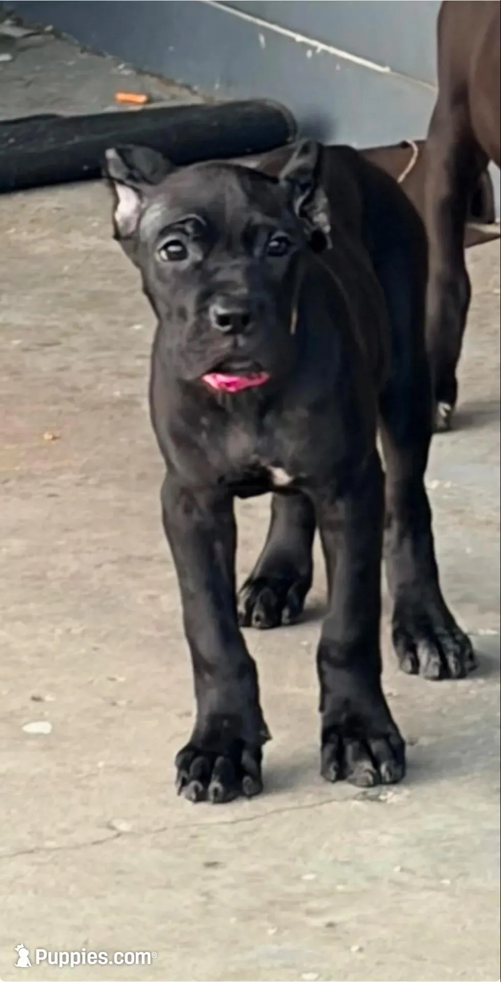 Evvie – Cane Corso puppy for sale in Anderson, IN