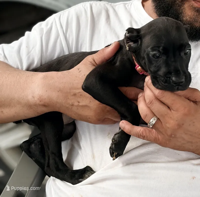 Evvie – Cane Corso puppy for sale in Anderson, IN