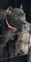 Evvie, a female Cane Corso for sale in Anderson, IN – 5 of 10
