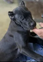 Evvie, a female Cane Corso for sale in Anderson, IN – 9 of 10