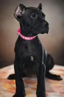 Evvie, a female Cane Corso for sale in Anderson, IN – 6 of 10