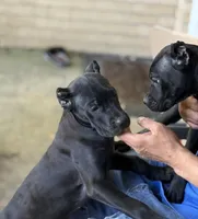 Evvie, a female Cane Corso for sale in Anderson, IN – 10 of 10