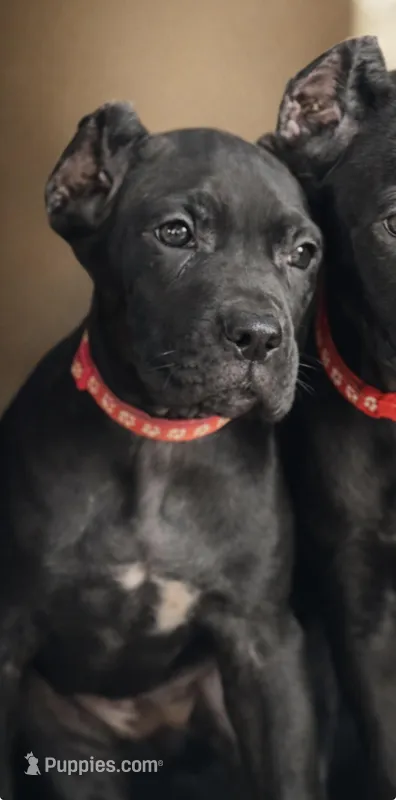 Evvie – Cane Corso puppy for sale in Anderson, IN