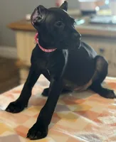 Evvie, a female Cane Corso for sale in Anderson, IN – Photo 3 of 9