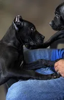 Evvie, a female Cane Corso for sale in Anderson, IN – 8 of 10